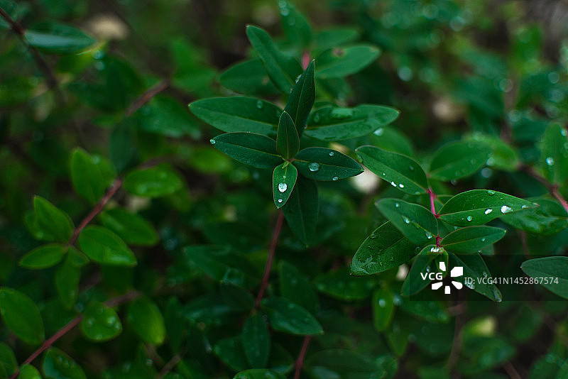 深绿色灌木的绿叶，带有雨滴图片素材