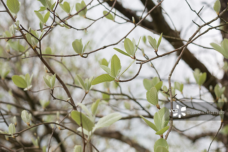 白梁树上的新叶图片素材