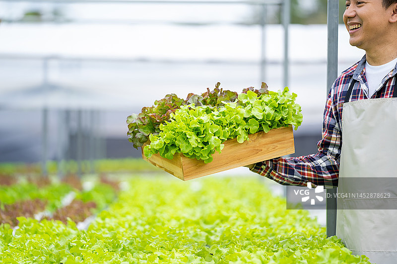 园丁种植有机蔬菜沙拉，检查蔬菜的根部图片素材