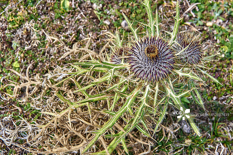 北马其顿沙尔山脉国家公园图片素材