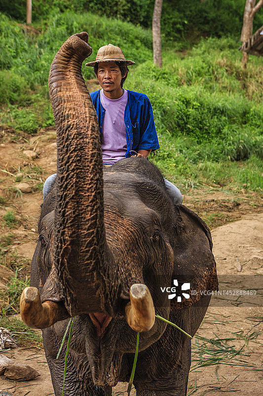 骑在大象上的驯象师图片素材