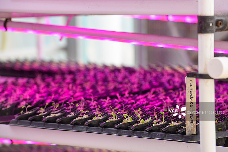 紫外线光照农业图片素材