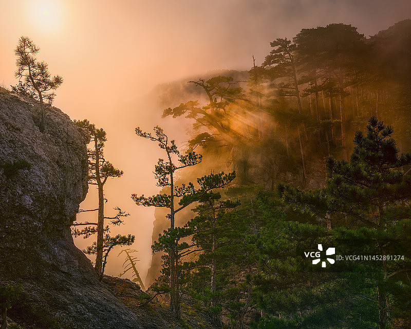悬崖上的松树，雾中的岩石，阳光穿透薄雾图片素材