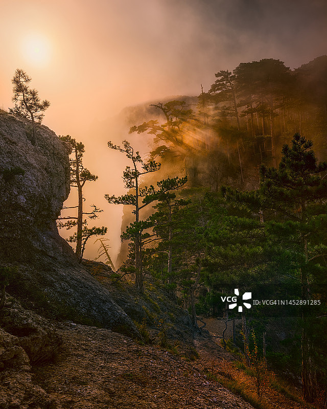 雾中悬崖松树，透射阳光图片素材