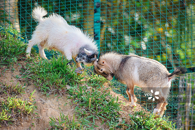 玩耍和用头撞击的山羊图片素材