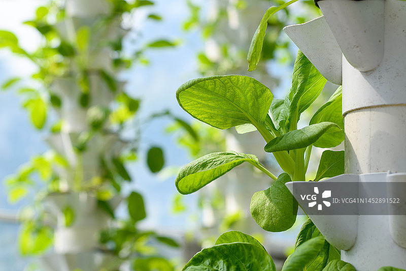 以绿叶为背景的菜心菜园图片素材