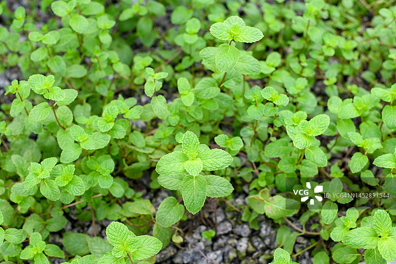 薄荷植物生长图片素材