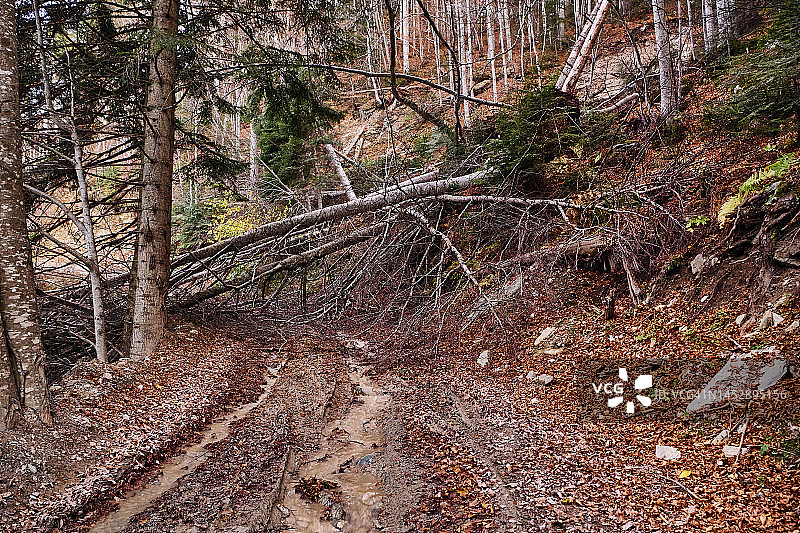 森林道路上的倒树图片素材