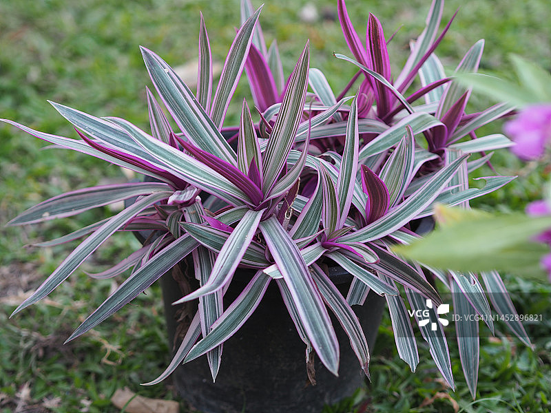 紫背万年青图片素材