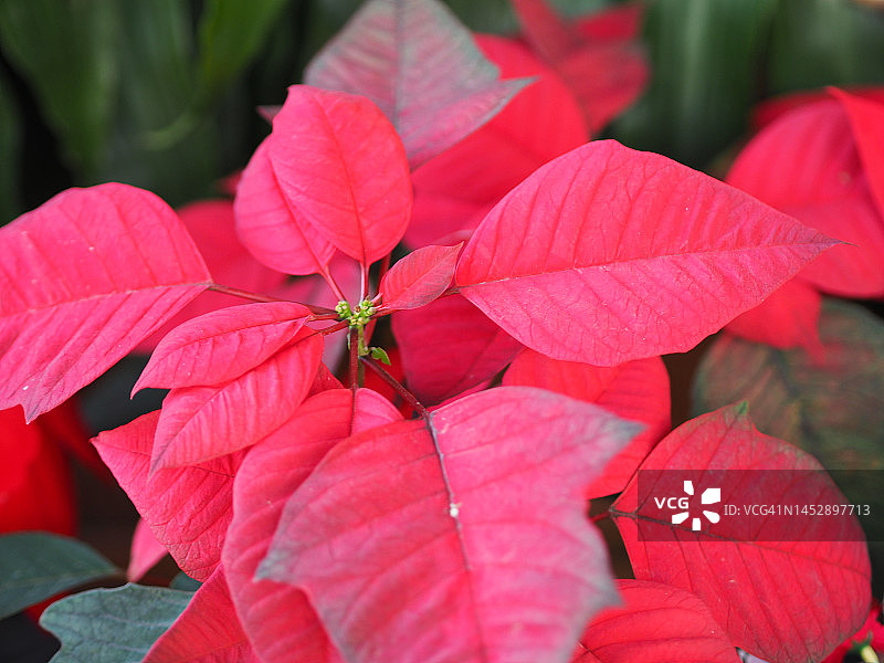花园自然背景中盛开的圣诞星、一品红绿叶树图片素材