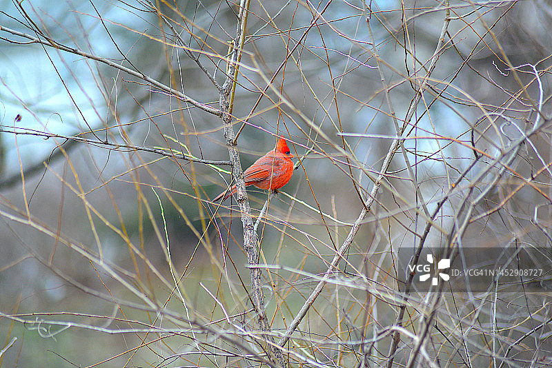 北美红雀图片素材