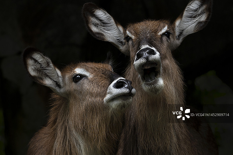 两只黑斑羚特写图片素材