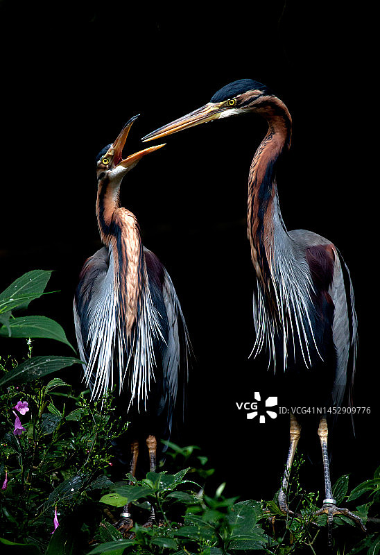 紫色苍鹭图片素材
