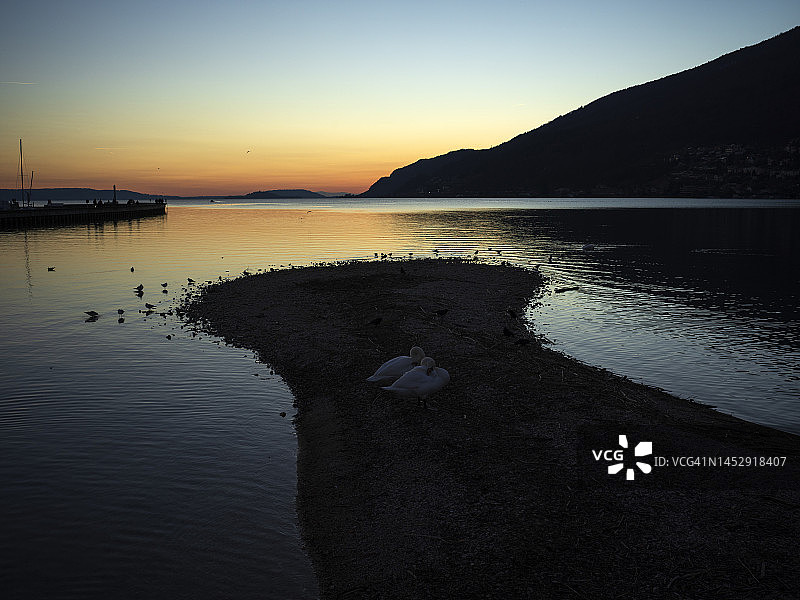 冬日比尔湖上沐浴在夕阳下的两只天鹅图片素材