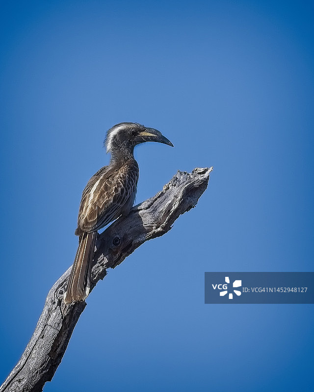 非洲灰犀鸟图片素材