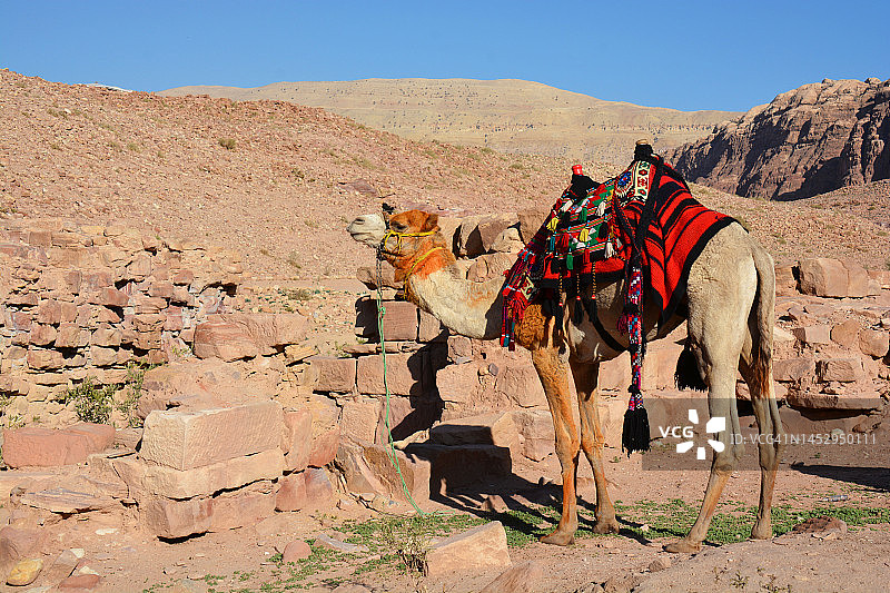 约旦佩特拉的骆驼图片素材