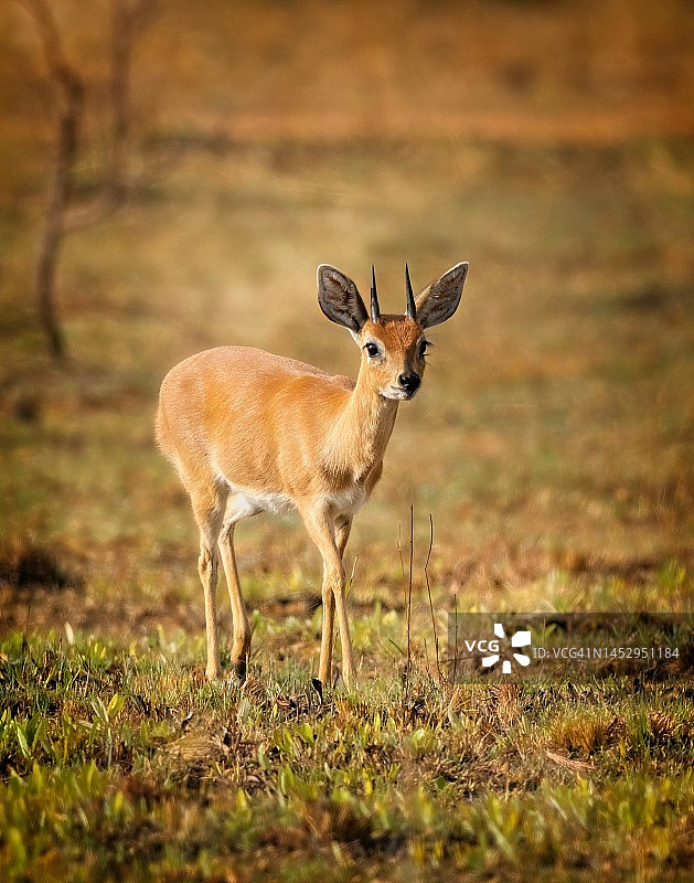 小羚羊图片素材