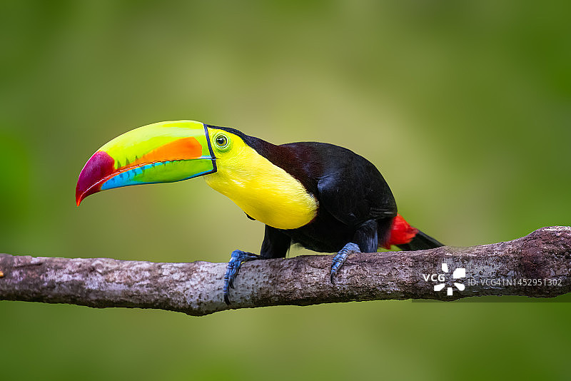 巨嘴鸟，哥斯达黎加图片素材