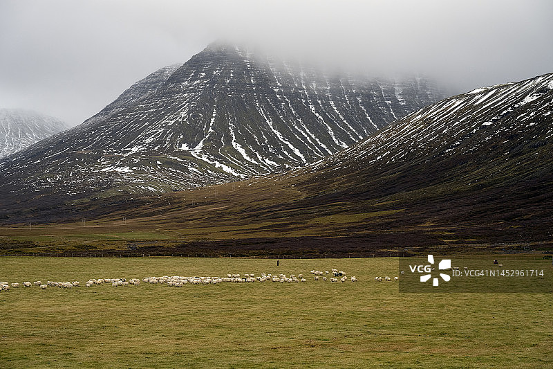 达拉达鲁尔的冰岛绵羊分拣图片素材