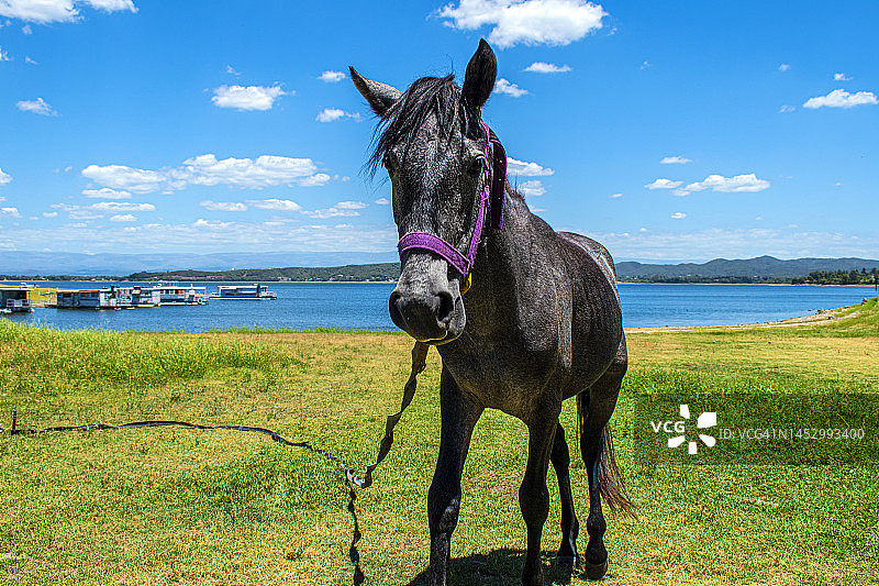 黑鬃马，湖泊和自然风光，阿根廷科尔多瓦图片素材