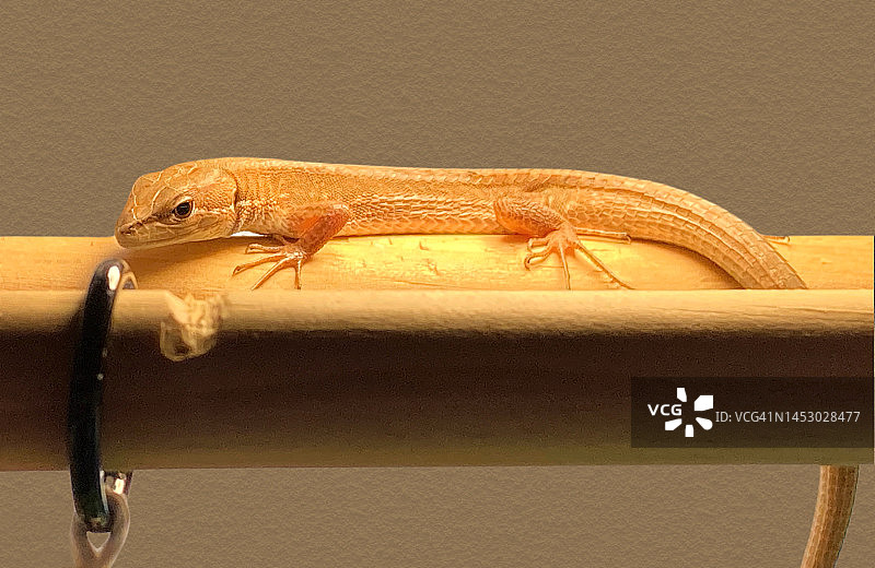 宠物笼中悬挂在木桥上的日本草蜥，用移动设备拍摄图片素材