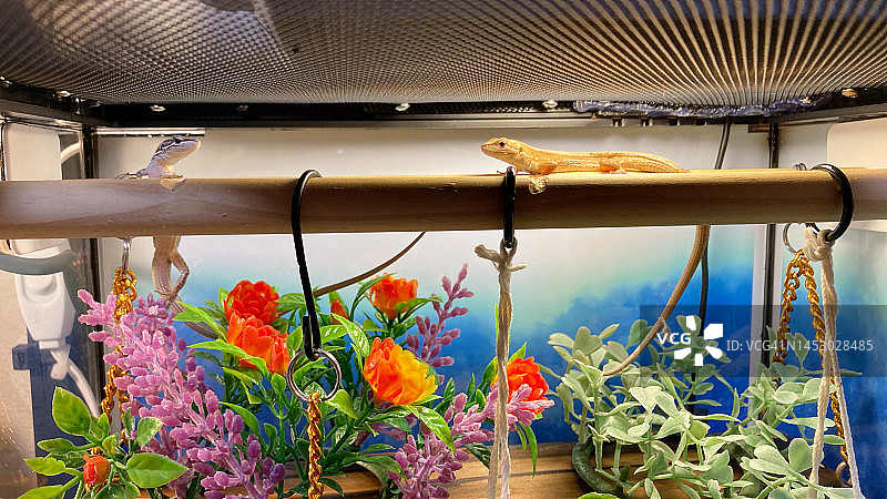 情侣在花园里与日本草蜥宠物互动，笼子里摆满了人造花和植物，还有一座木桥。用移动设备拍摄图片素材