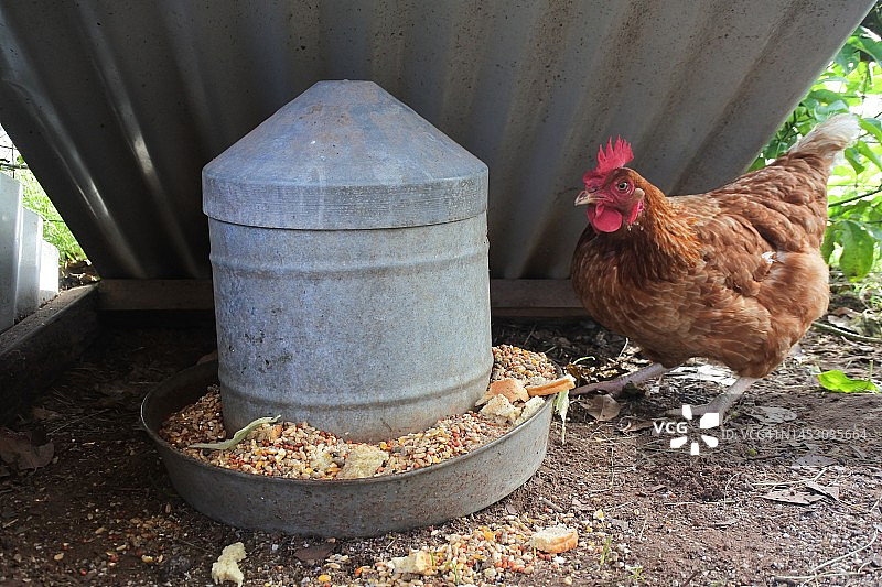 散养鸡正在吃食物图片素材