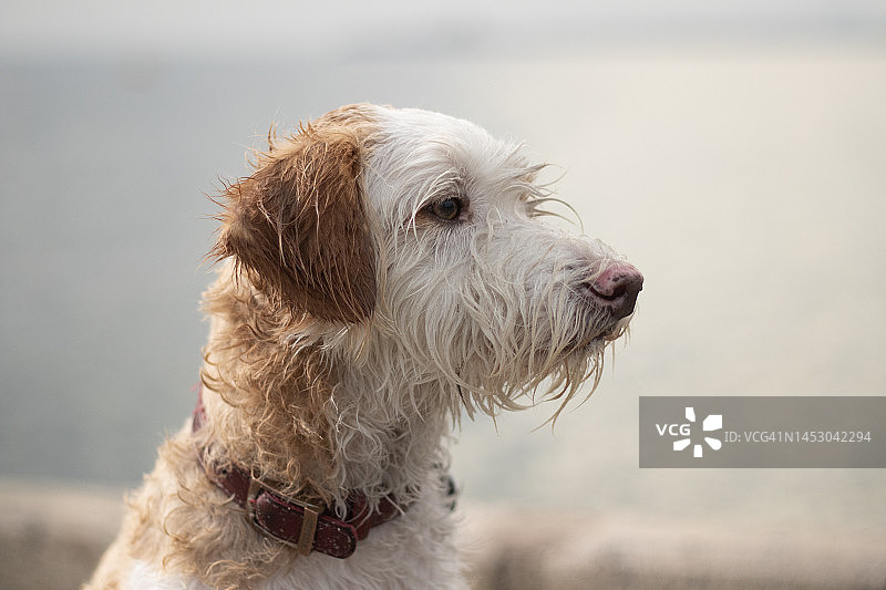 海滩上望向远方的狗 - 摄影图片图片素材