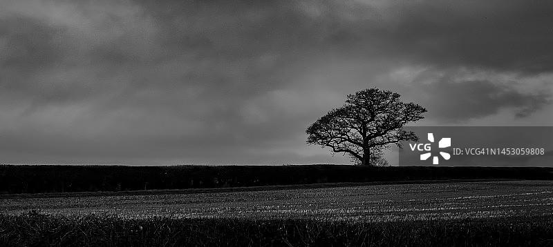 冬季天际线上的树图片素材