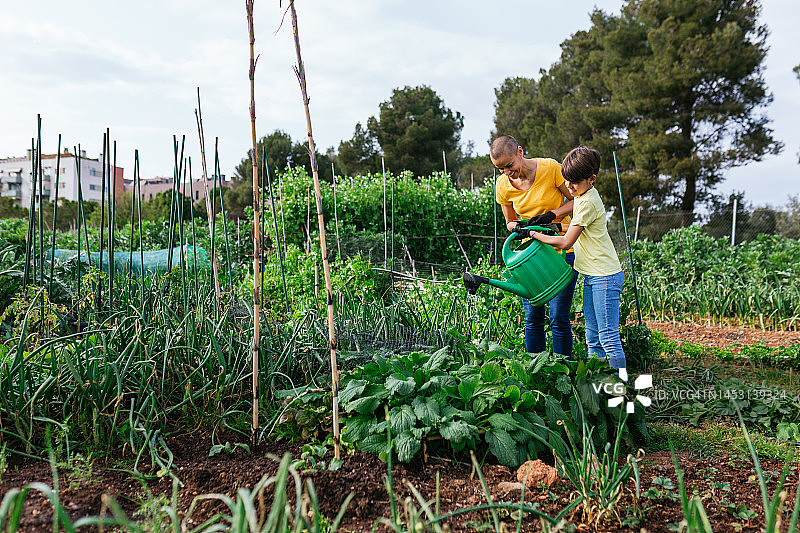 一家人在城市花园里浇菜图片素材
