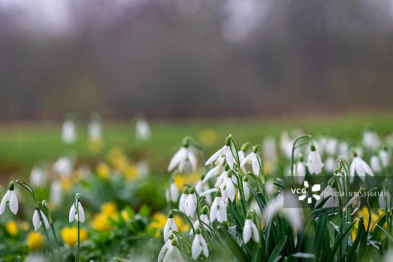 二月盛开的雪花莲图片素材