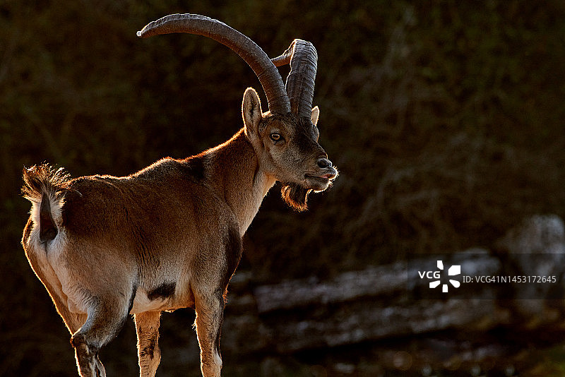 黎明时分的雄性西班牙野山羊 (Capra pyrenaica)图片素材