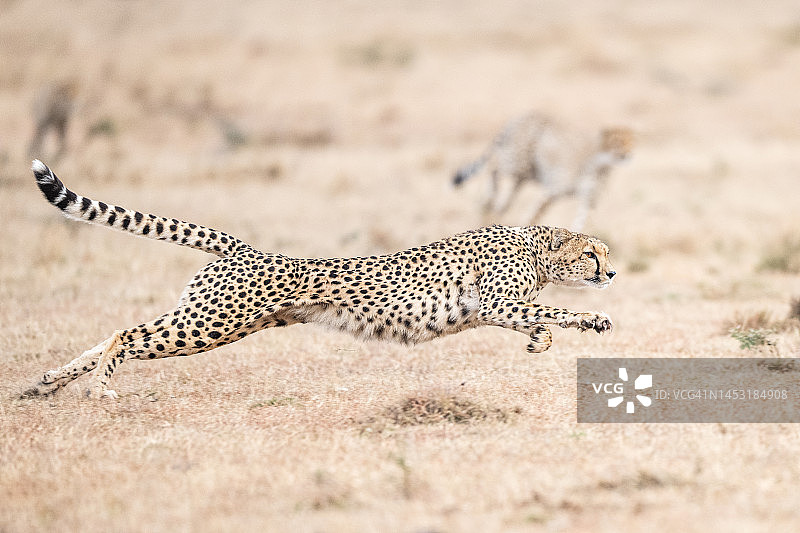奔跑的猎豹图片素材