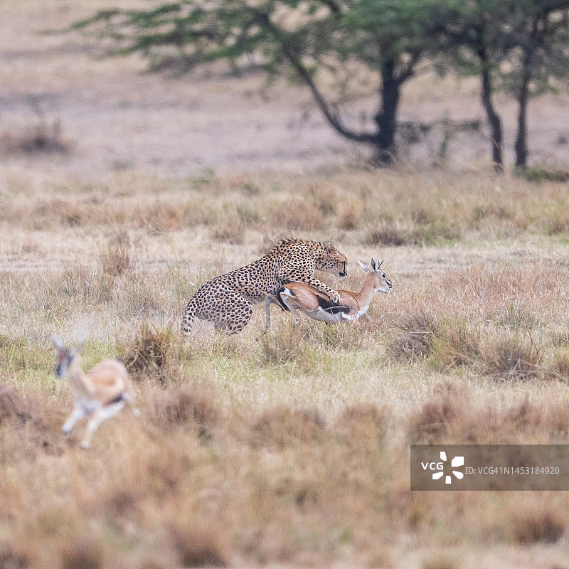 猎豹(Acinonyx jubatus)跳上一只汤姆逊瞪羚(Eudorcas thomsonii)图片素材