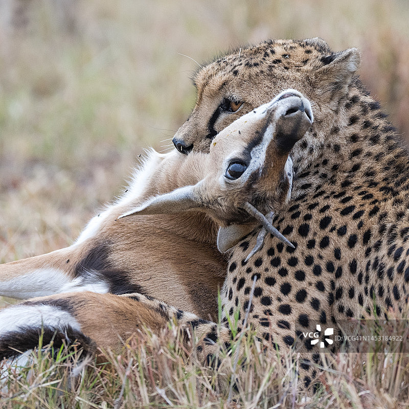 猎豹捕食汤姆森瞪羚图片素材