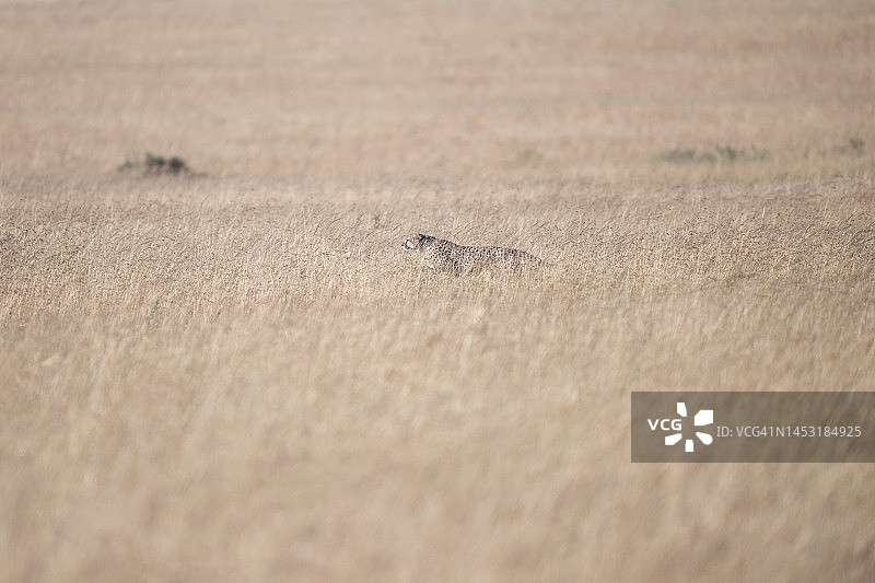猎豹在平原上捕猎图片素材
