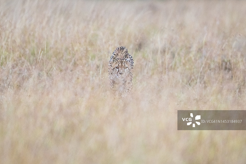 猎豹接近猎物图片素材