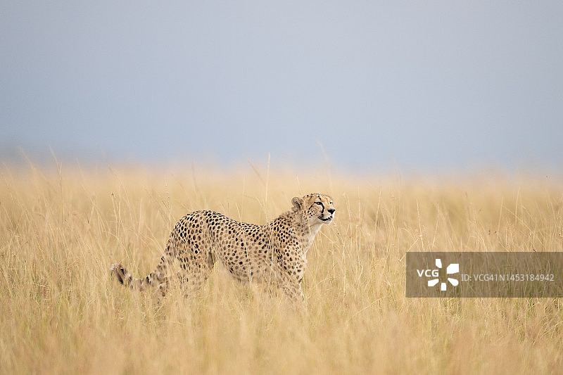 正在观察的猎豹图片素材