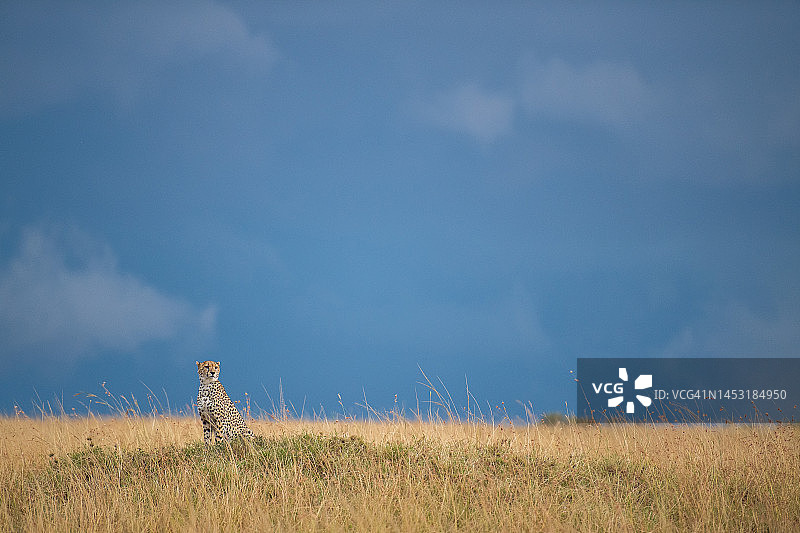 戏剧化天空下的猎豹图片素材