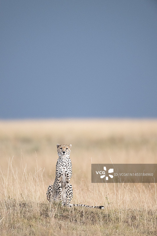 猎豹(Acinonyx jubatus)具有戏剧性的天空图片素材