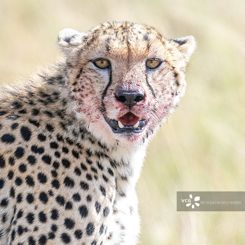 猎豹肖像图片素材