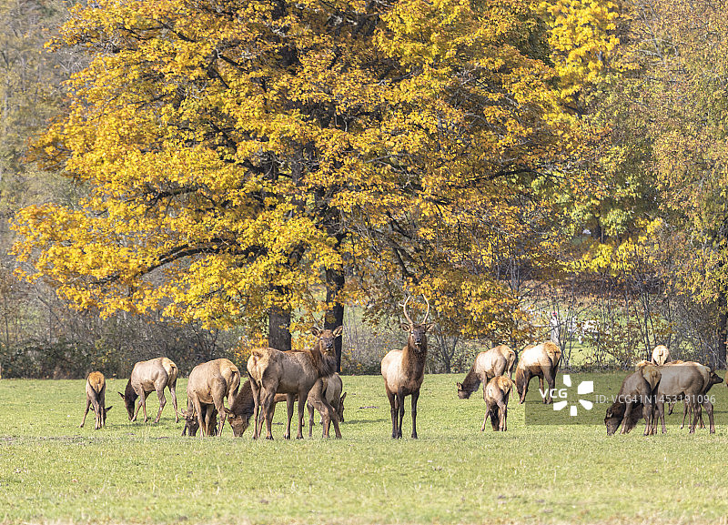俄勒冈州的马鹿群 002图片素材