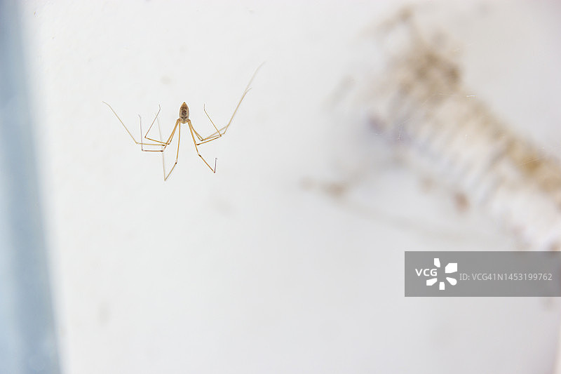 优雅迷人的幽灵蛛图片素材