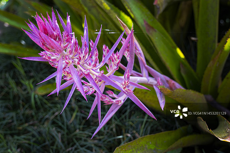哥斯达黎加雨林中的美丽花朵图片素材