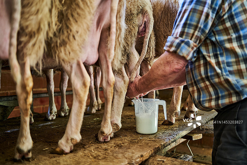 农民在谷仓里手工挤羊奶图片素材