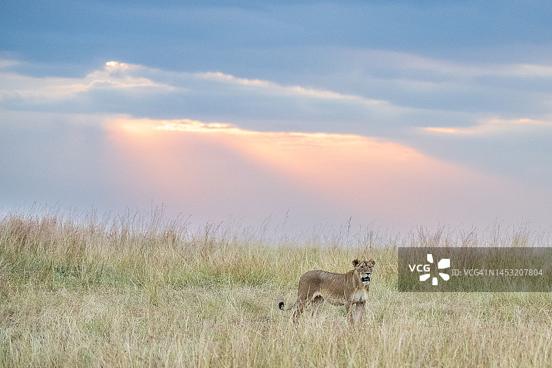 雌狮与壮丽天空图片素材