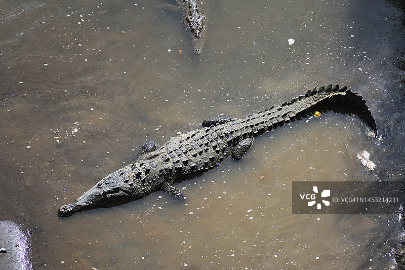 哥斯达黎加河岸上的美洲鳄图片素材