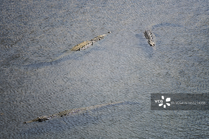 哥斯达黎加河岸上的美洲鳄图片素材