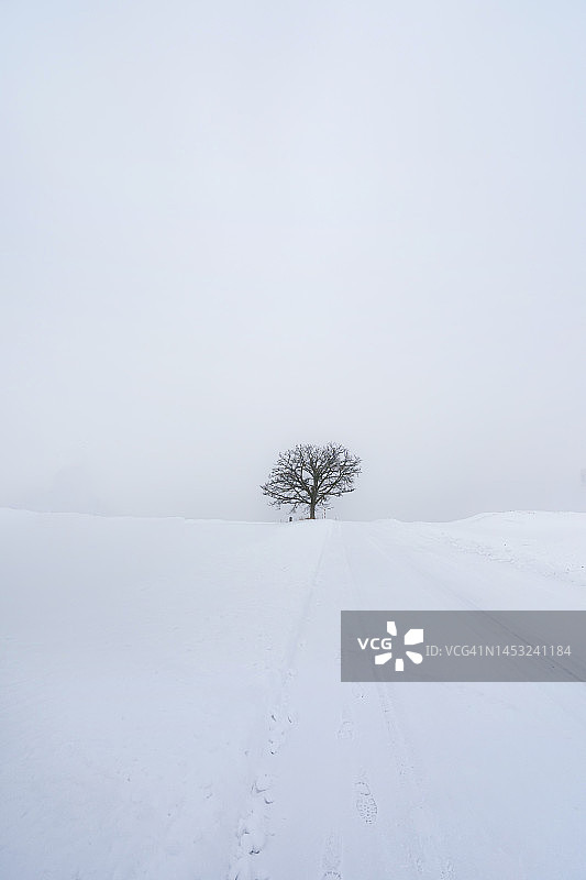 冬日北海道美瑛町，白雪覆盖大地，孤树傲立雪原图片素材