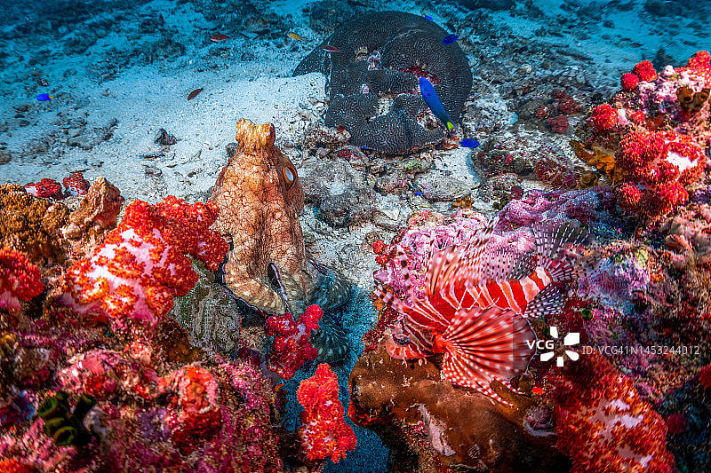 章鱼与狮子鱼图片素材